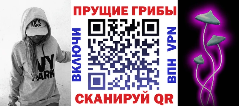 где продают   Сунжа  Псилоцибиновые грибы Psilocybine cubensis 